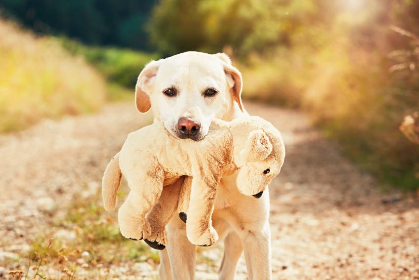 dog with his dog